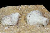 Mississipian Fossil Crinoids (Uperocrinus) - Missouri #80800-3